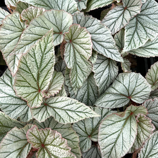 Plant Guide: Cane-like Begonias