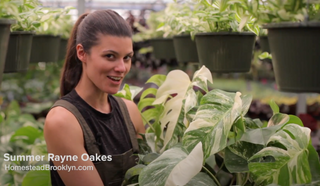 Variegation 101 with Summer Rayne Oakes