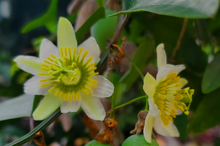 Plant Guide: Passiflora biflora
