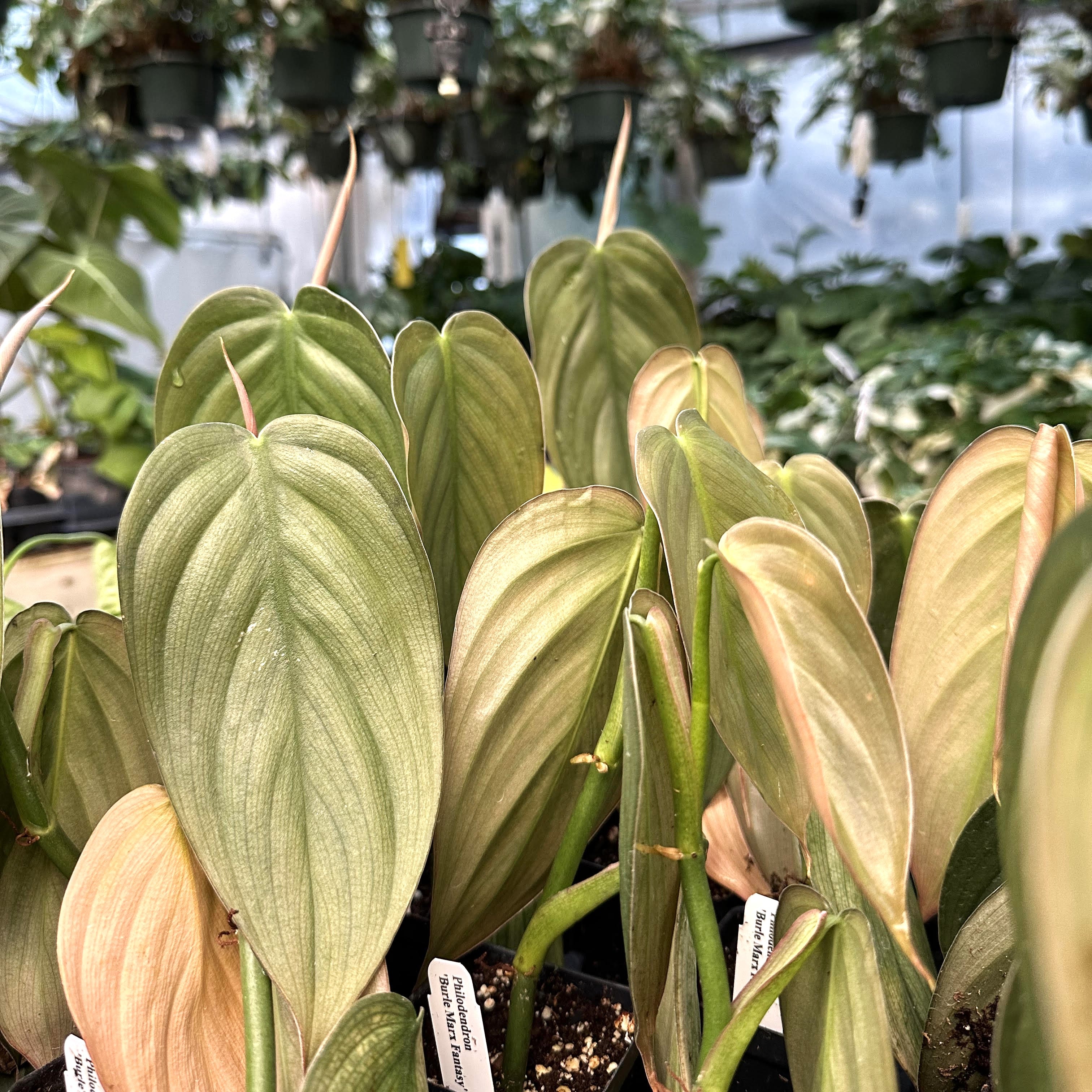 Philodendron Varieties | Philodendron Plants for Sale | Steve's Leaves