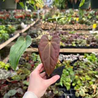Anthurium papillilaminum x 'Wuhoo's First Night'