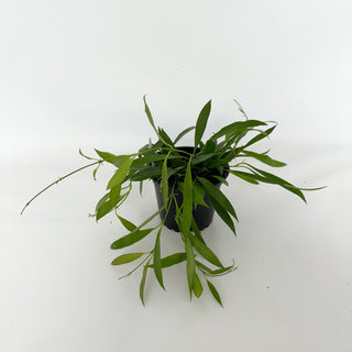 Hoya tsangii
