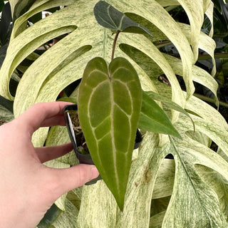 Anthurium 'Doc Block F2' x 'Prince of Darkness'