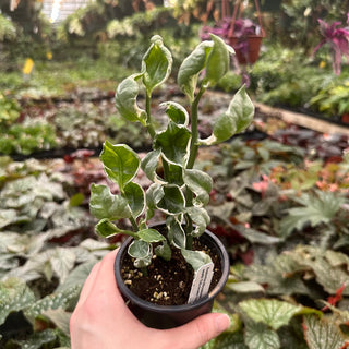 Euphorbia tithymaloides subsp. smallii 'Embraceable You'
