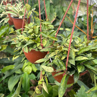 Hoya lacunosa 'Amarillo'