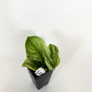 Z-5167 - Scindapsus treubii 'Moonlight Mint'