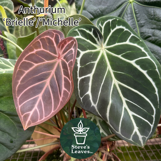 Anthurium 'Brielle'/'Michelle' x self - Seed Pack