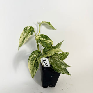 Z-5172 - Scindapsus pictus 'Peasun'