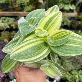 Tradescantia sillamontana variegata