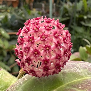 Hoya paulshirleyi