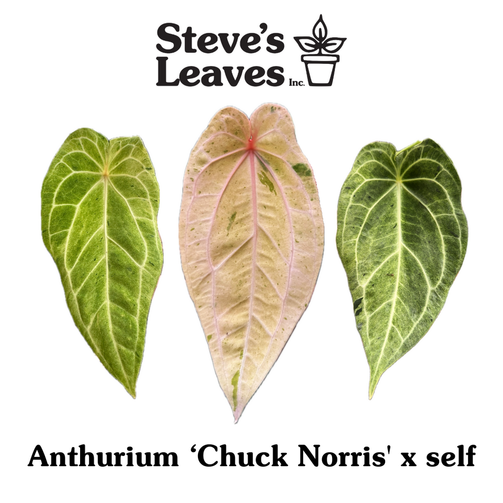 Anthurium 'Chuck Norris' x self - One Seed Per Pack – Steve's Leaves