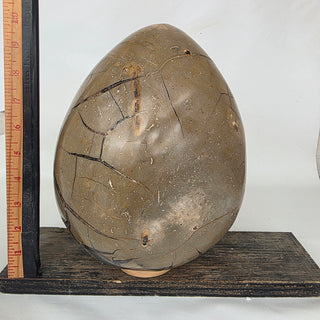 Cathedral Septarian Egg (19.9 lbs _ S-421)