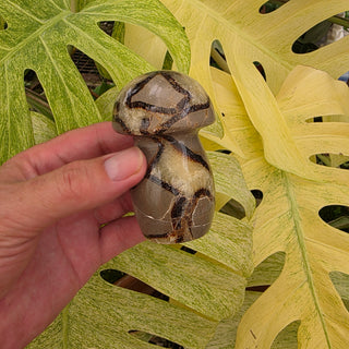 Septarian Mushroom (10.61 oz _ SL-427)