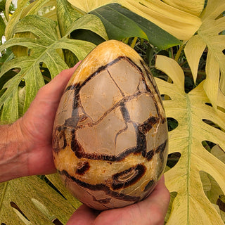 Septarian Dragon Egg (10.6 lbs _ S-452)