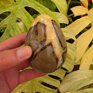 Septarian Dragon Egg (1.4 lbs _ SL-468)