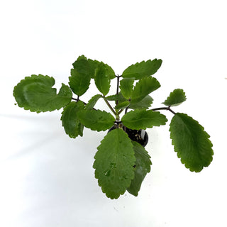 Kalanchoe pinnata