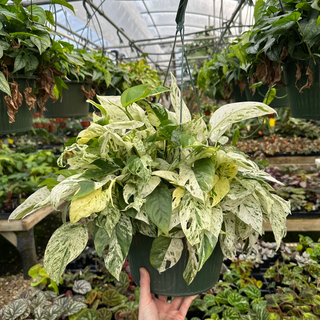 variegated marble pothos Epipremnum pinnatum "Marble"