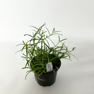 Dischidia NOID (Sulawesi)