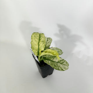 Z-4510 - Rhaphidophora puberula variegata