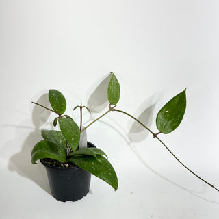 Hoya NAP 011