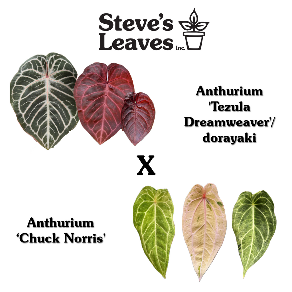 Anthurium 'Tezula Dreamweaver'/dorayaki x 'Chuck Norris' - Seed Anthurium 'Tezula Dreamweaver'/dorayaki x 'Chuck Norris' - Seed