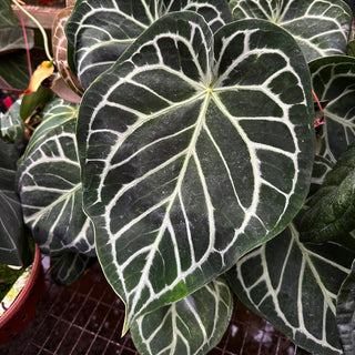 Anthurium 'Brielle'/'Michelle' x self - Seed Pack