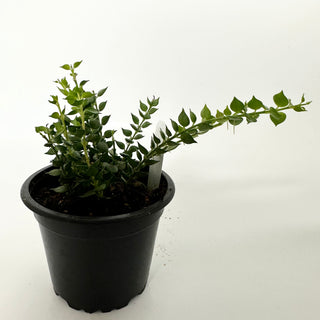 Dischidia ruscifolia