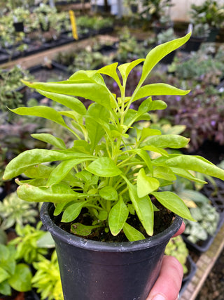 Alternanthera ficoidea ‘True Yellow’