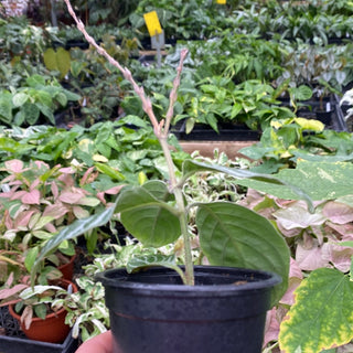 Chamaeranthemum venosum