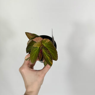 Z-4620 - Begonia ‘Withlacoochee’ (Variegated)