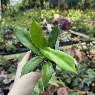 Hoya australis ssp. oramilcola