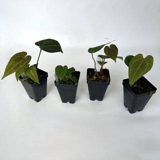 Anthurium 'Doc Block F2' x 'Prince of Darkness'