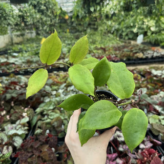 Hoya 'Vorapol'