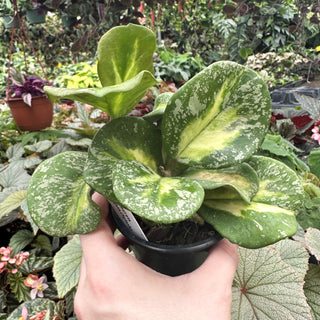 Hoya obovata variegata (Splash)