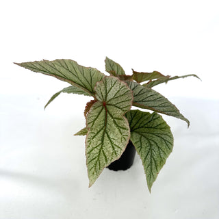 Begonia 'Don Miller'