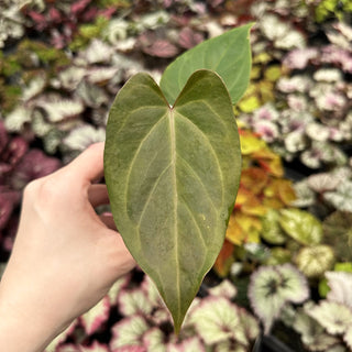 Anthurium magnificum/'Silver Blush' x nigrolaminum 'Gigi'