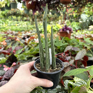 Senecio stapeliiformis