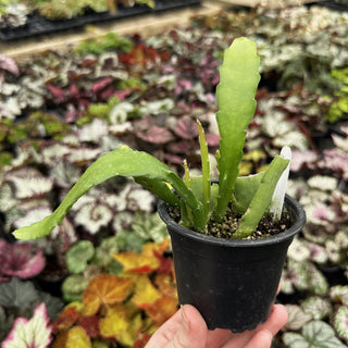 Epiphyllum ‘Flamboyant Jeff’