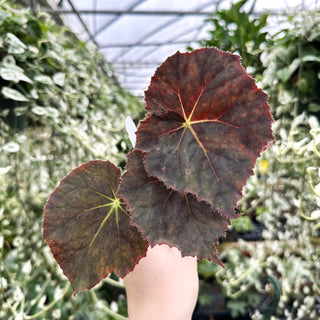 Begonia 'Selph's Mahagony'