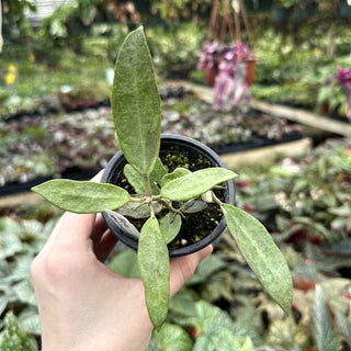 Hoya 'Silver Lady Dy'