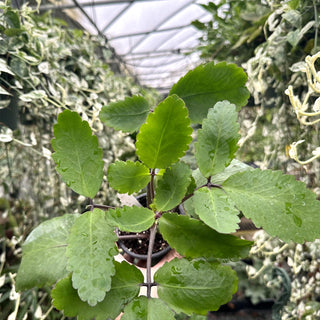 Kalanchoe pinnata