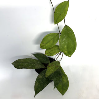 Hoya finlaysonii ‘Chicken Farm’