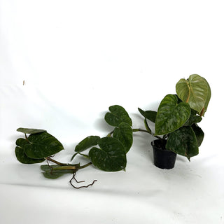 Z-3214 - Philodendron aff. brandtianum (Shingling Form)
