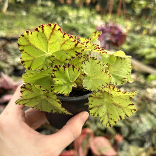 Begonia 'Golden Swallowtail'