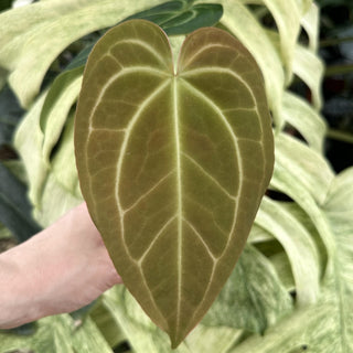 Anthurium 'Not The Mama'/forgetii x 'Blue Velvet'