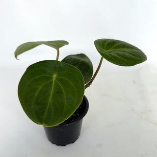 Peperomia sp. Costa Rica