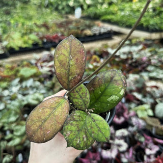 Hoya 'Irina'