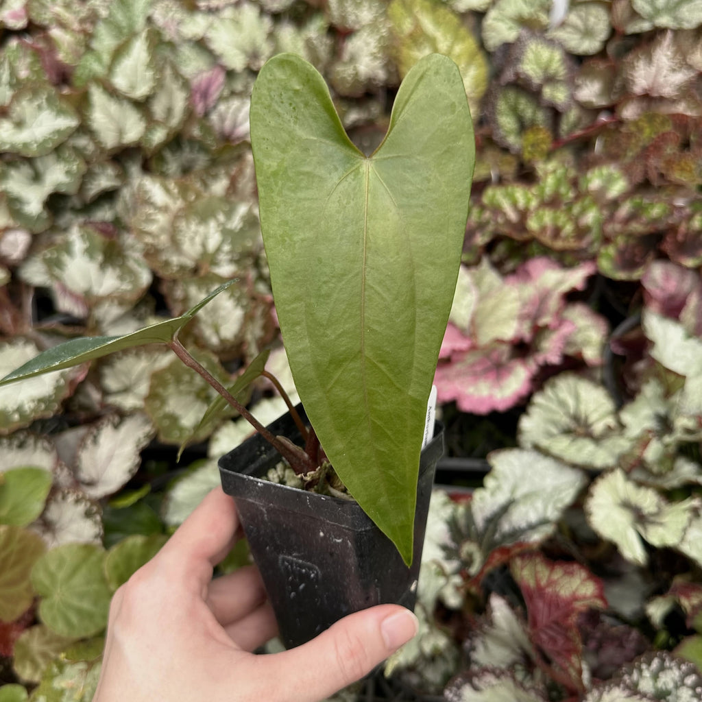 Anthurium nigrolaminum 'Gigi' x papillilaminum