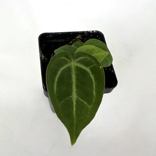 Anthurium magnificum/forgetii x papillilaminum (Ree Garden)