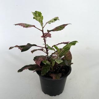 Hibiscus rosa-sinensis 'Cooperi'
